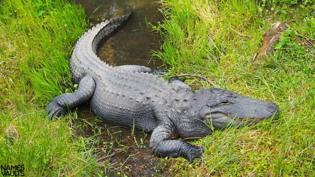 Alligator Grass