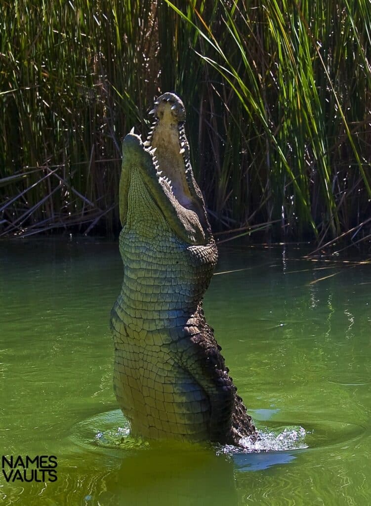 Alligator Mouth