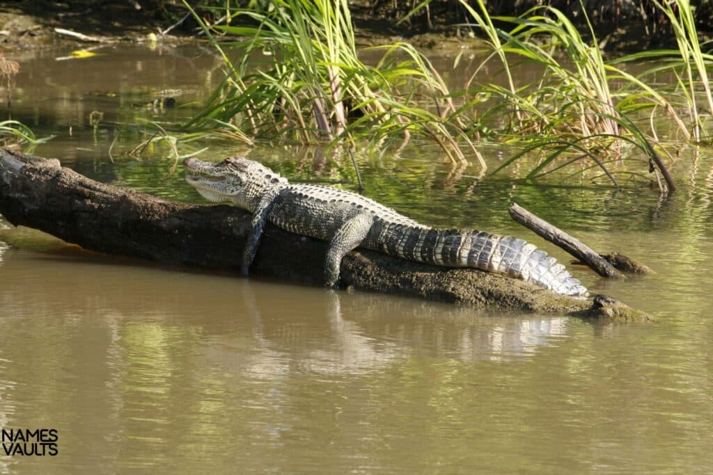 Alligator Tree