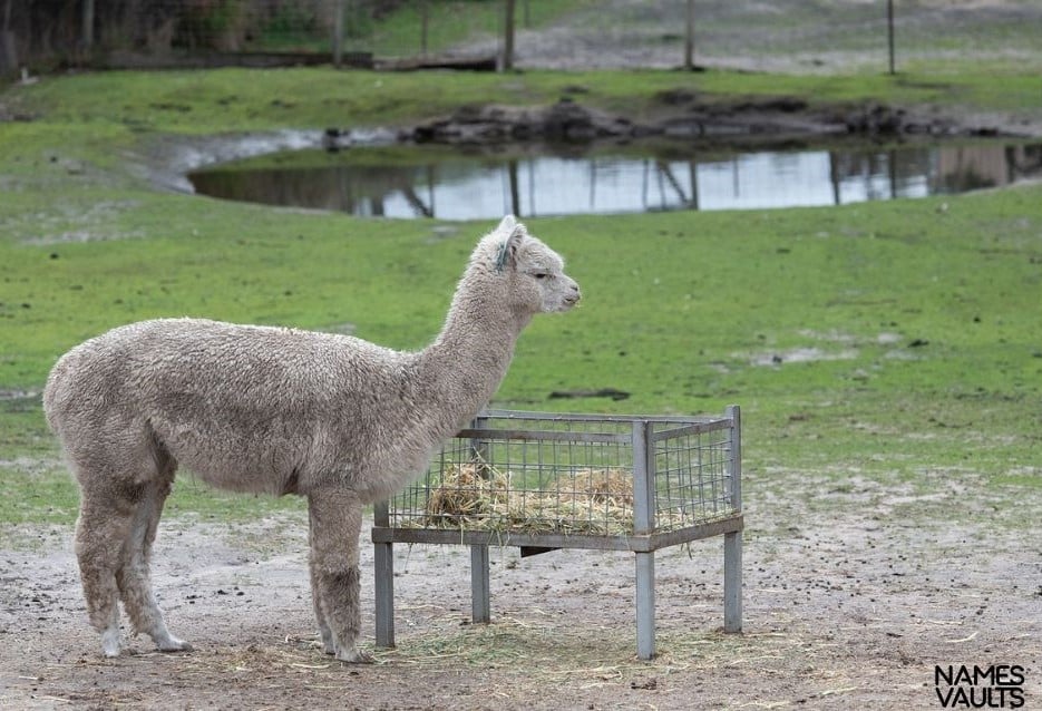 Alpaca Eat