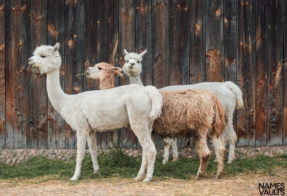 Alpaca Family