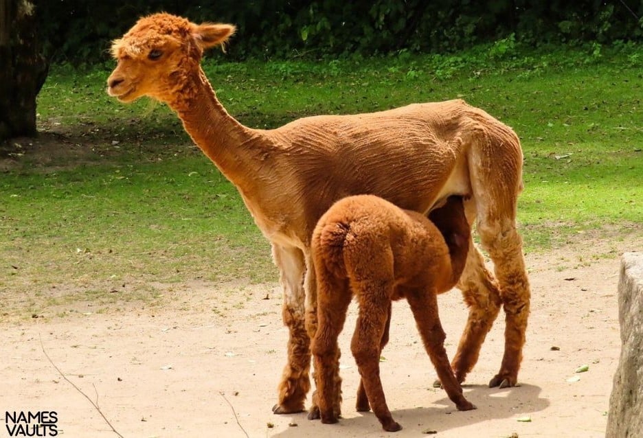 Alpaca Feed