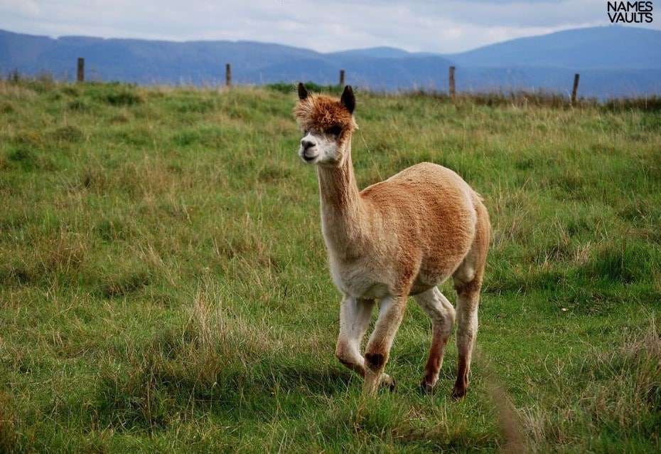 Alpaca Grass