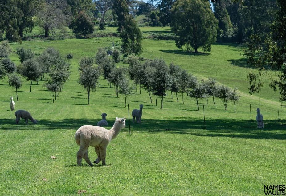 Alpaca Nature