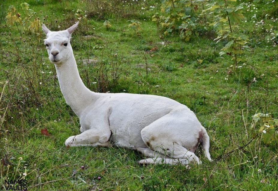 Alpaca Sit