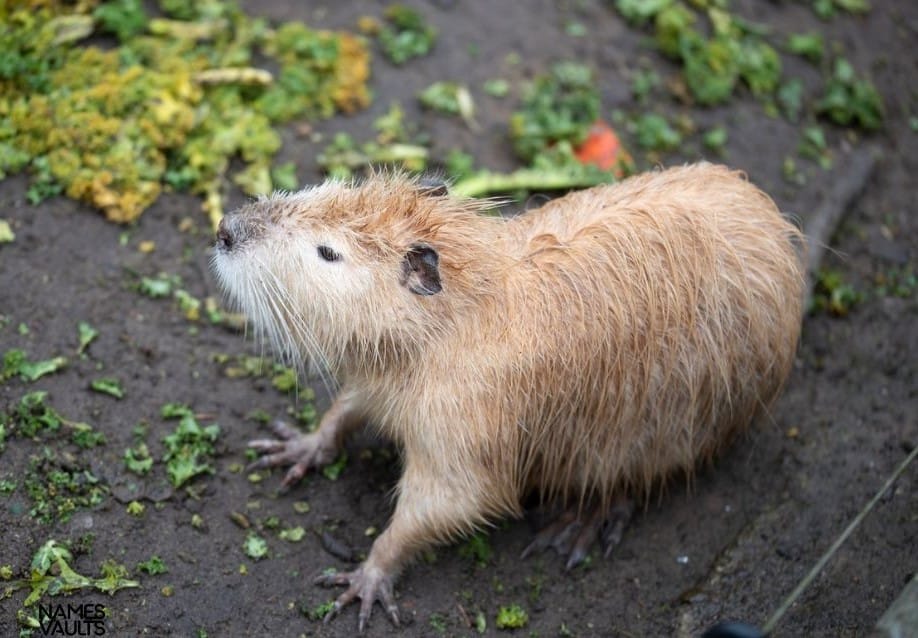 Beaver Seeing