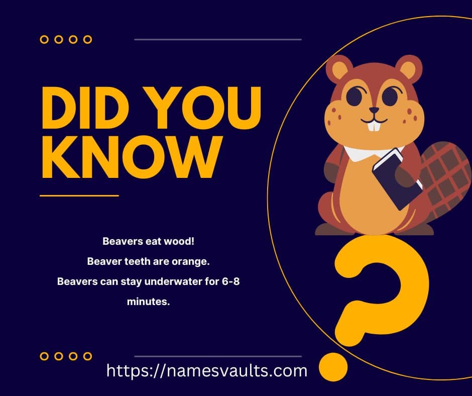 Beaver Did you Know