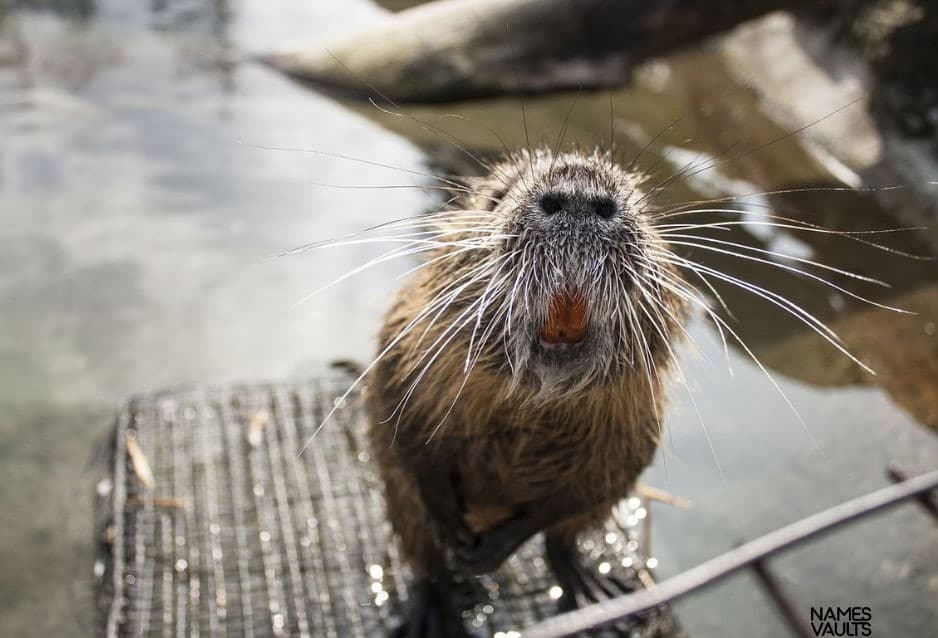 Beaver Face