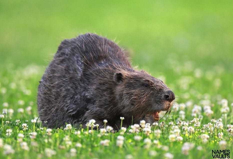 Beaver Nature