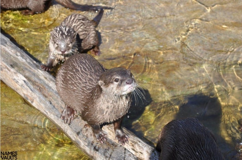 Beaver Seeing