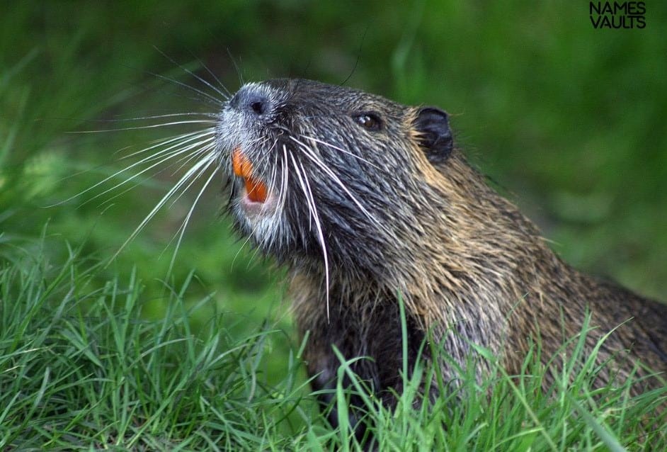 Beaver Teeth