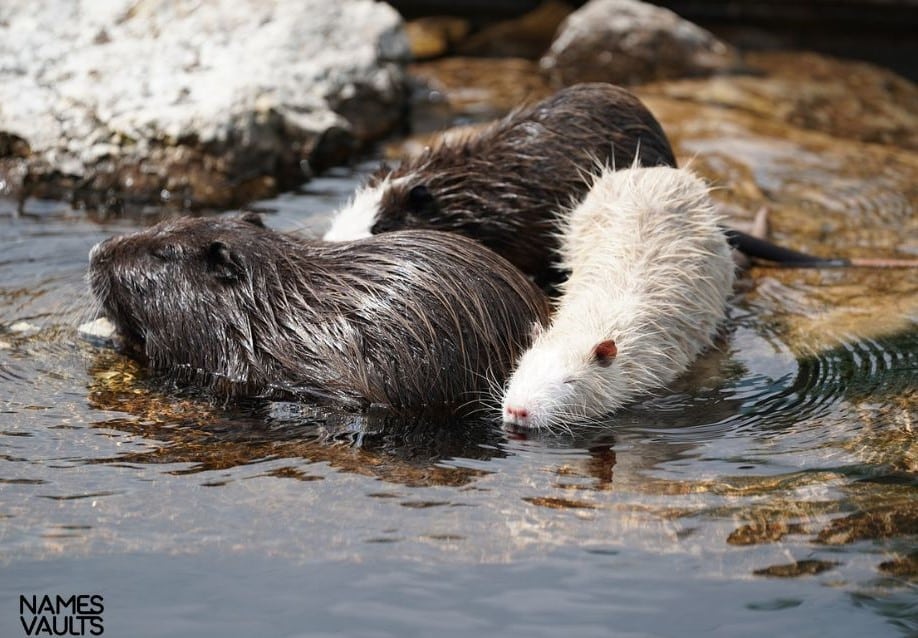 Beaver Water