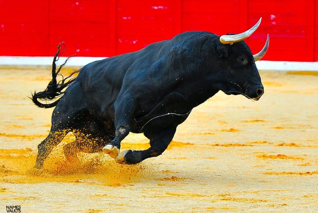 Black Bull