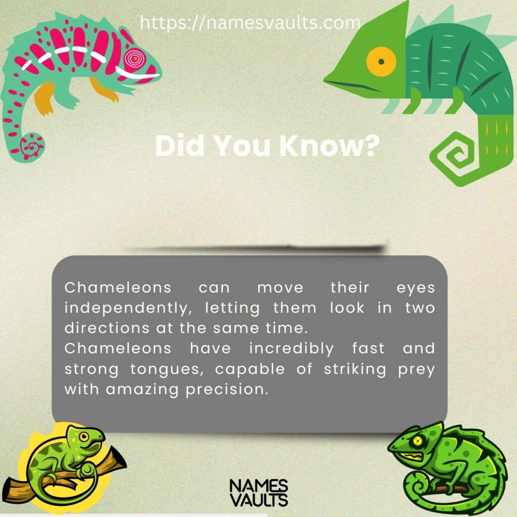 Chameleons Did You Know