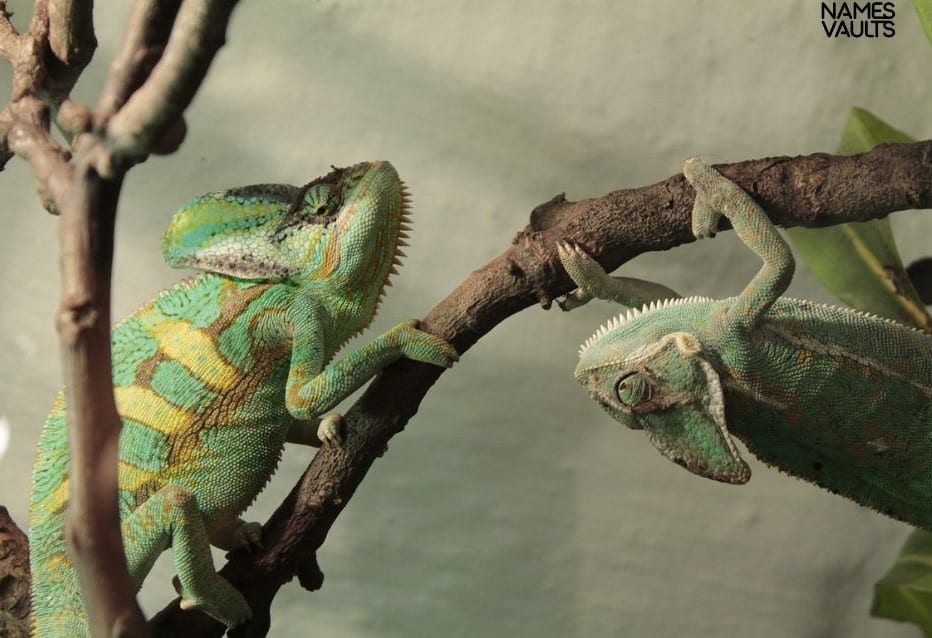 Chameleons Family