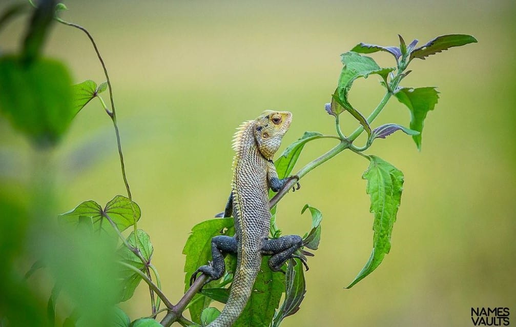 Chameleons Seeing