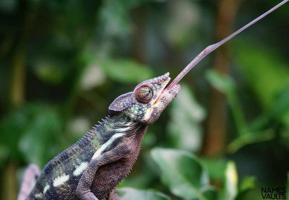 Chameleons Tounge