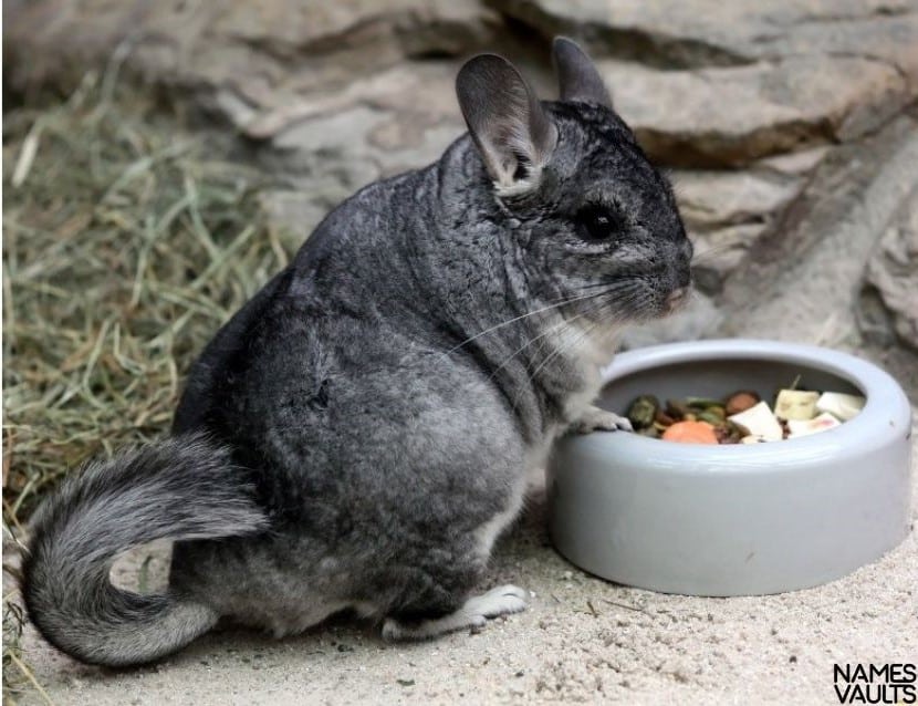 Chinchilla Dinner