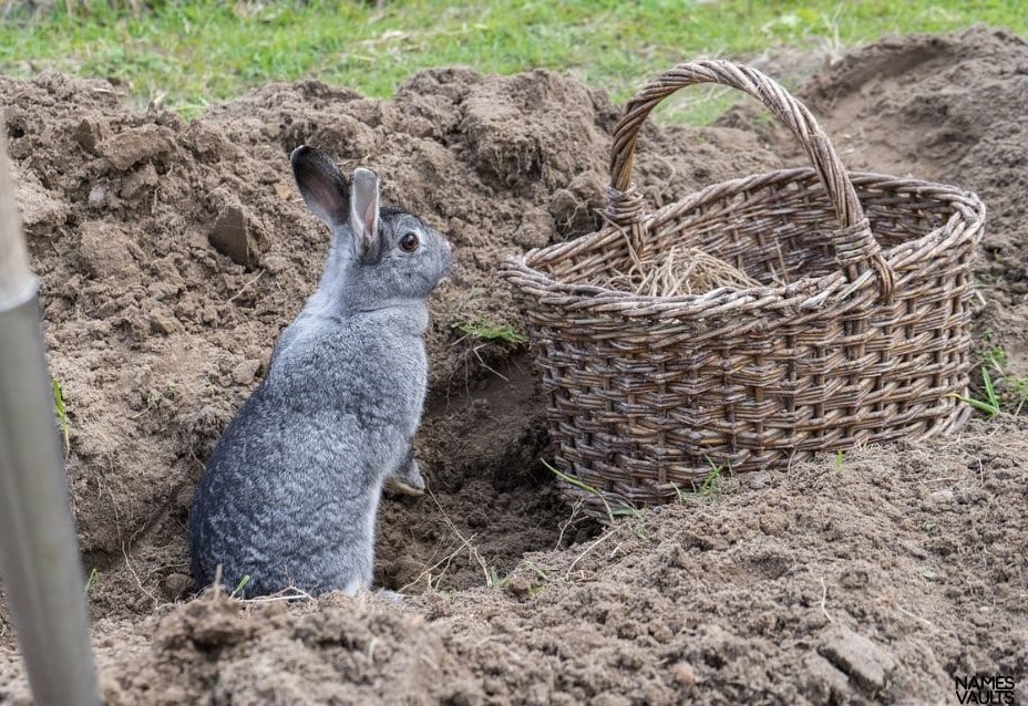 Chinchilla Dust