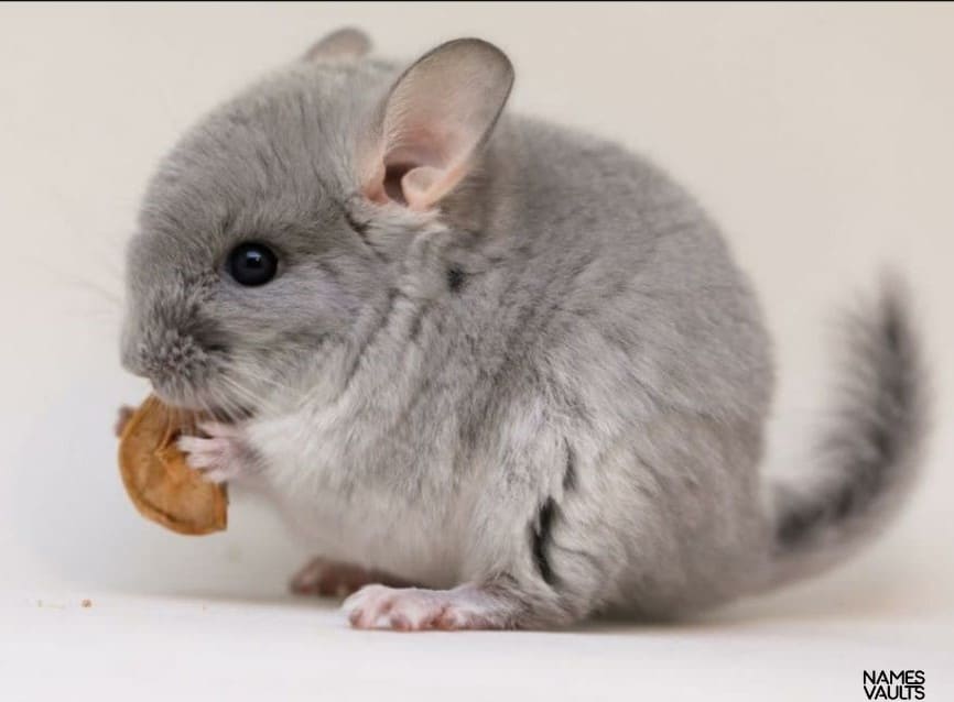 Chinchilla Eating