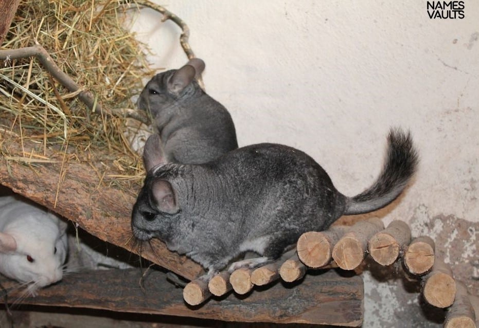 Chinchilla Family