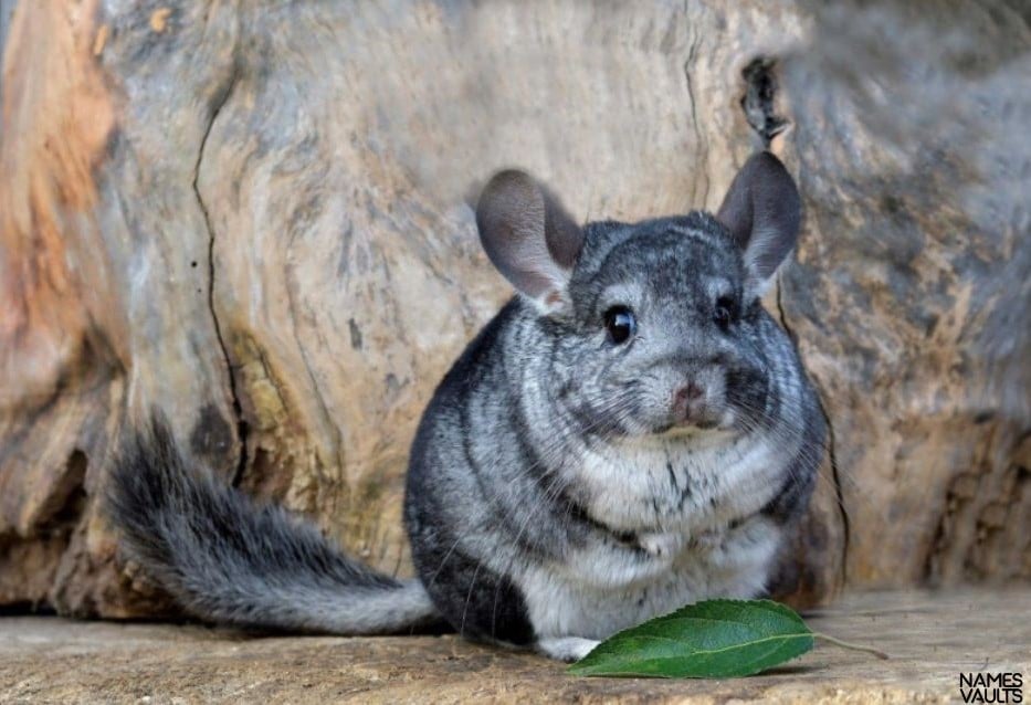 Chinchilla Sit