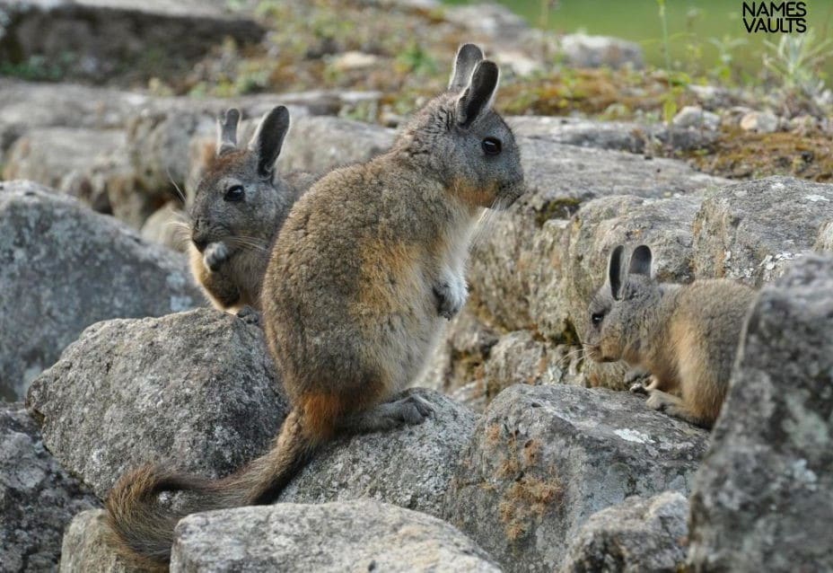 Chinchilla Twins