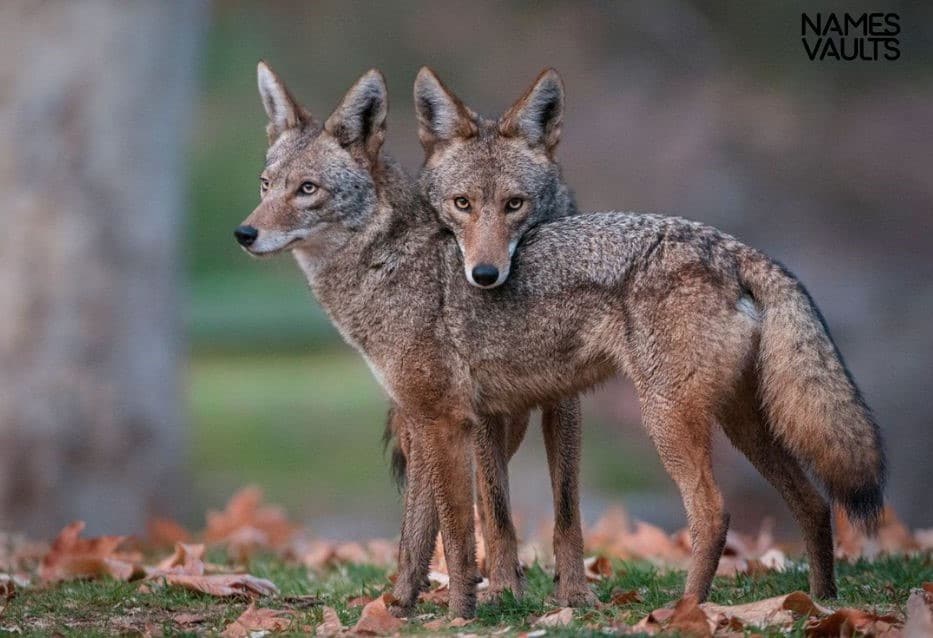 Coyote Family