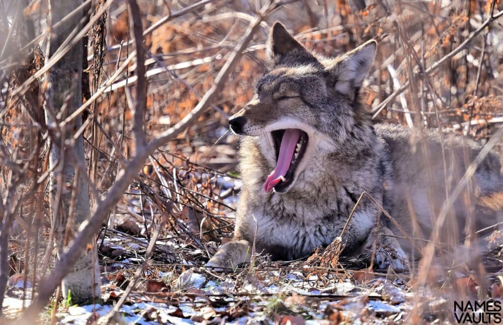 Coyote Mouth