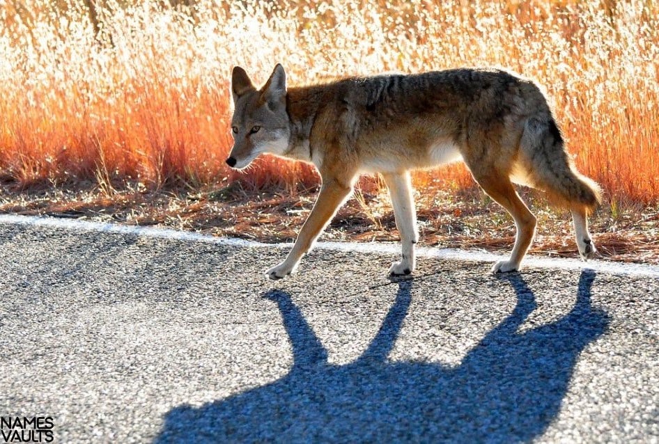 Coyote Shadow