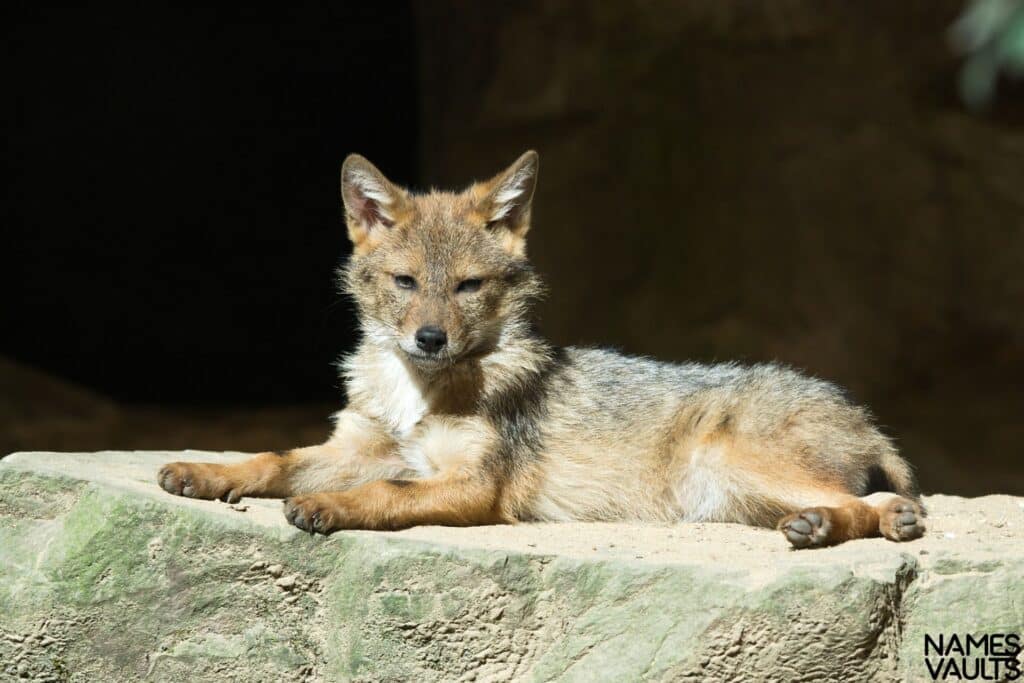 Coyote Sitting