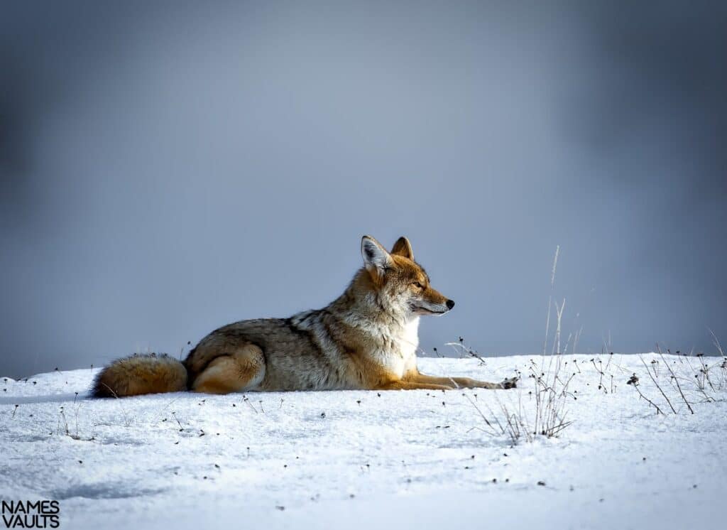 Coyote Snow