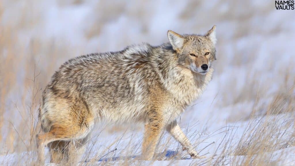 Coyote Standing