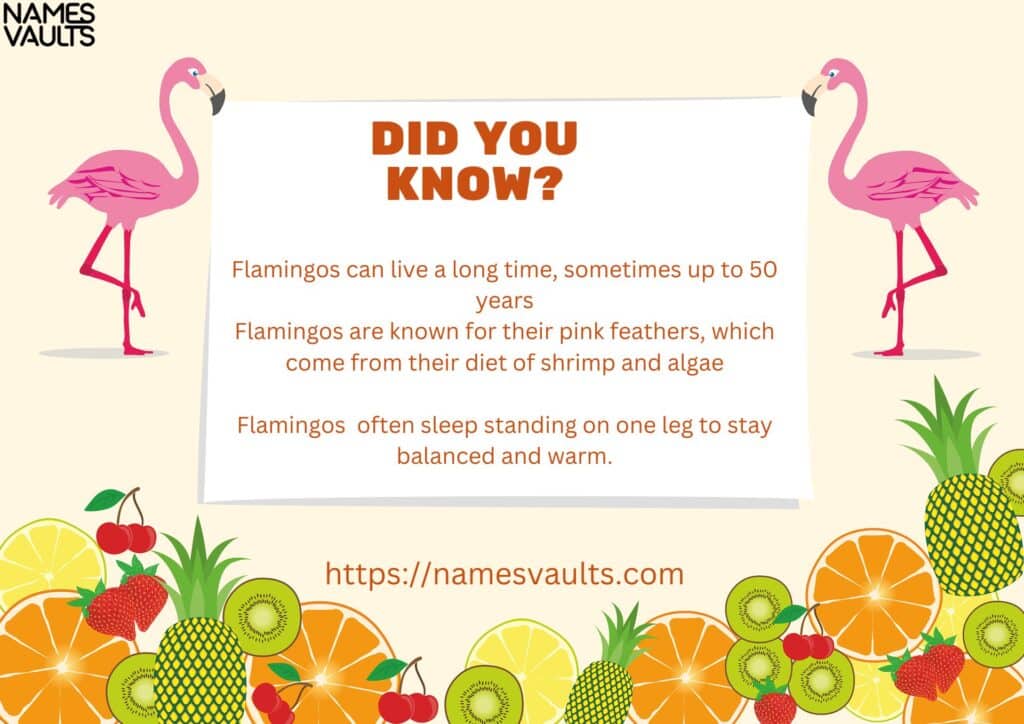 Flamingo Did You Know