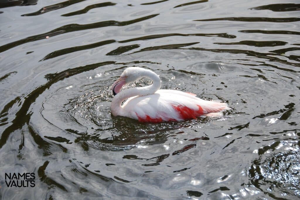 Flamingo Enjoying water