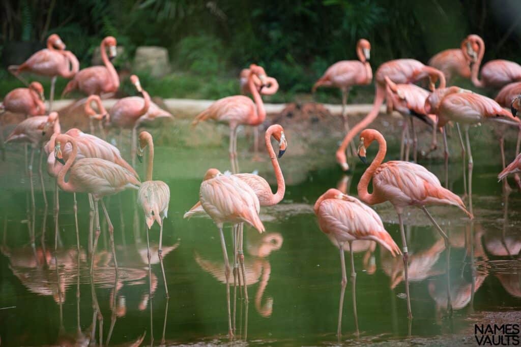 Flamingo Family