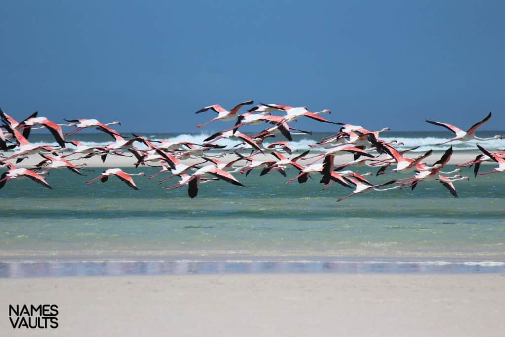 Flamingo Flying