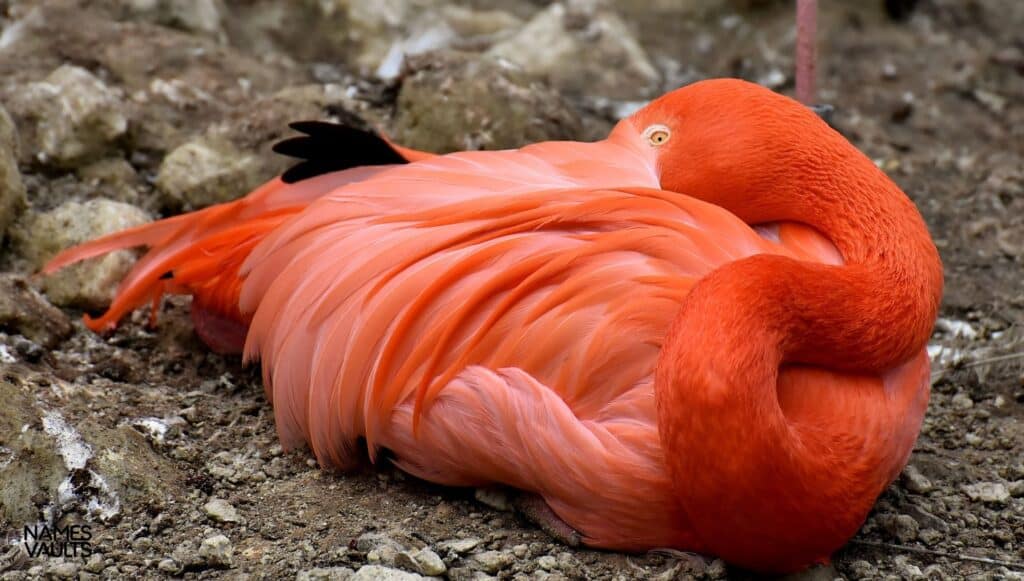 Flamingo Sit