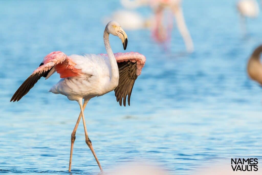 Flamingo Stand