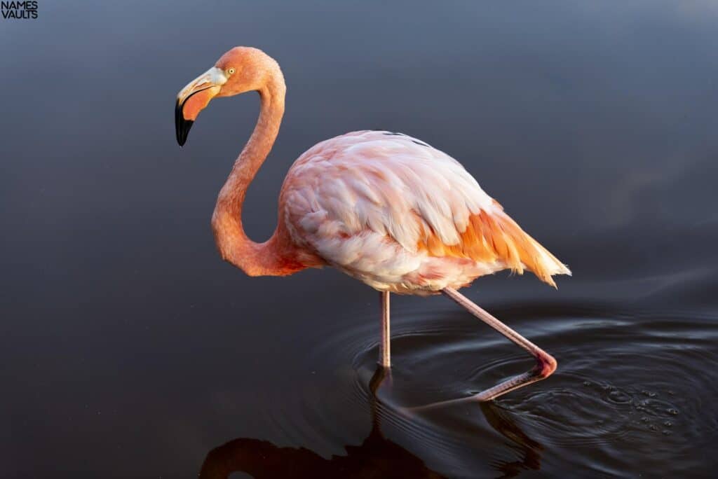 Flamingo Water