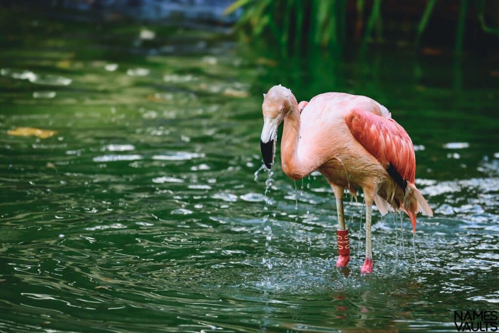 Flamingo in Water