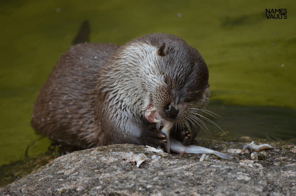 Food-Inspired Otter Names