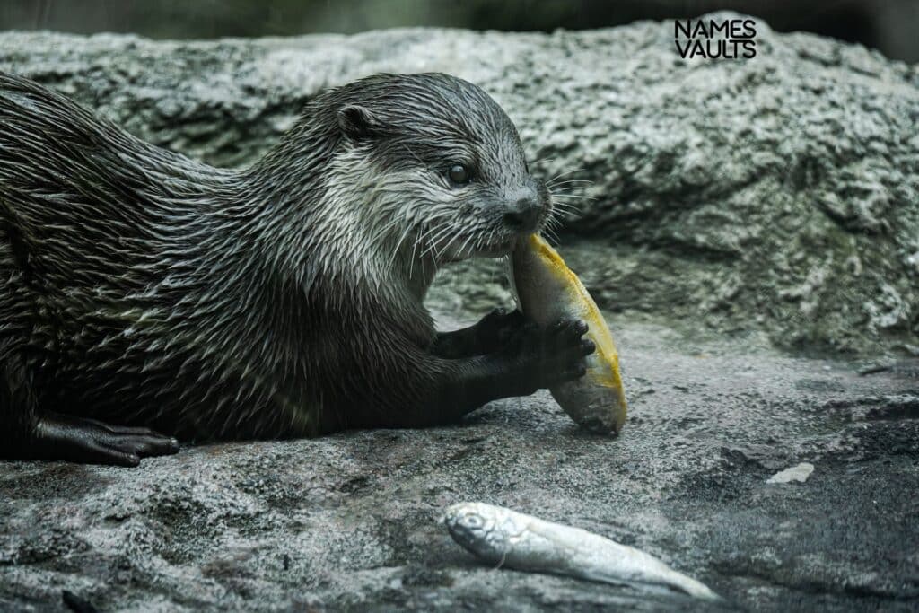 Food-Inspired Otter Names1