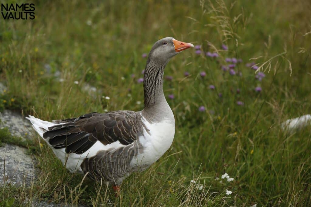 Goose Flower