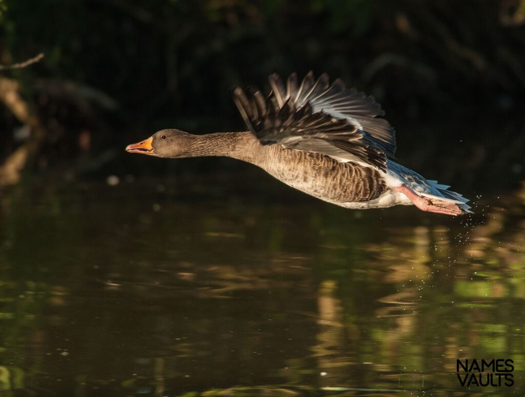 Goose River