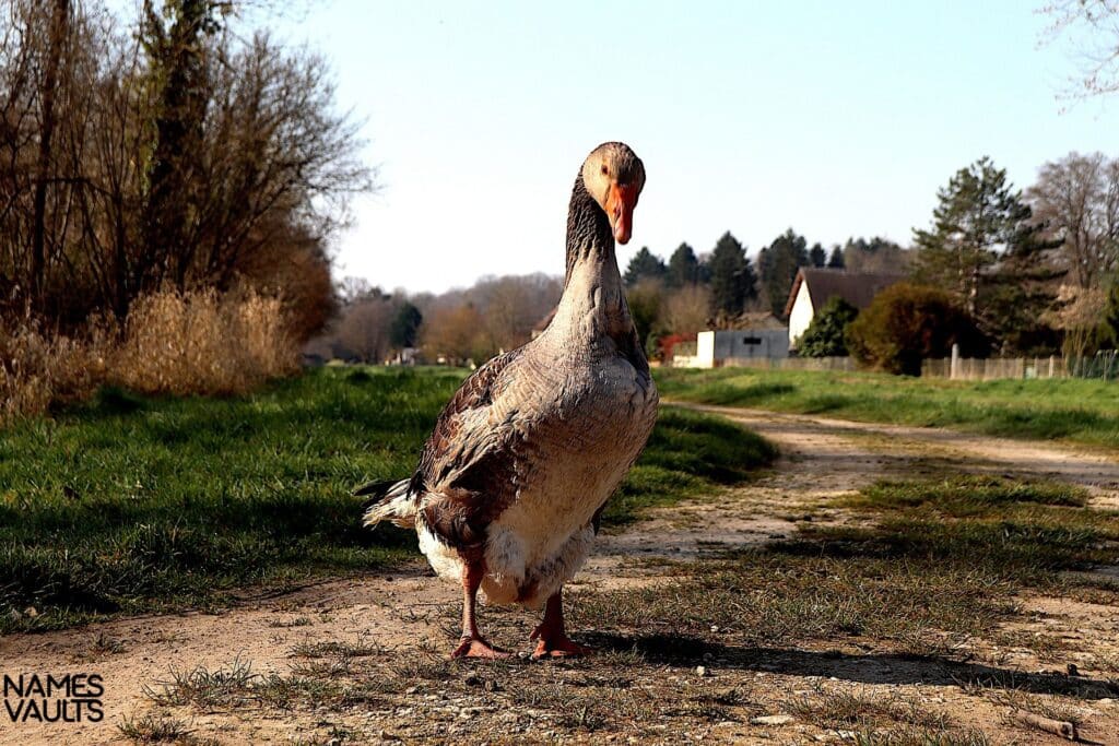 Goose Stand