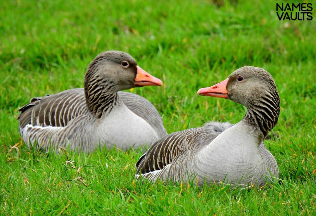 Goose Twin