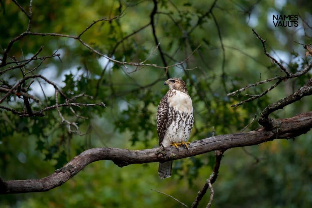 Hawk Tree Sitting