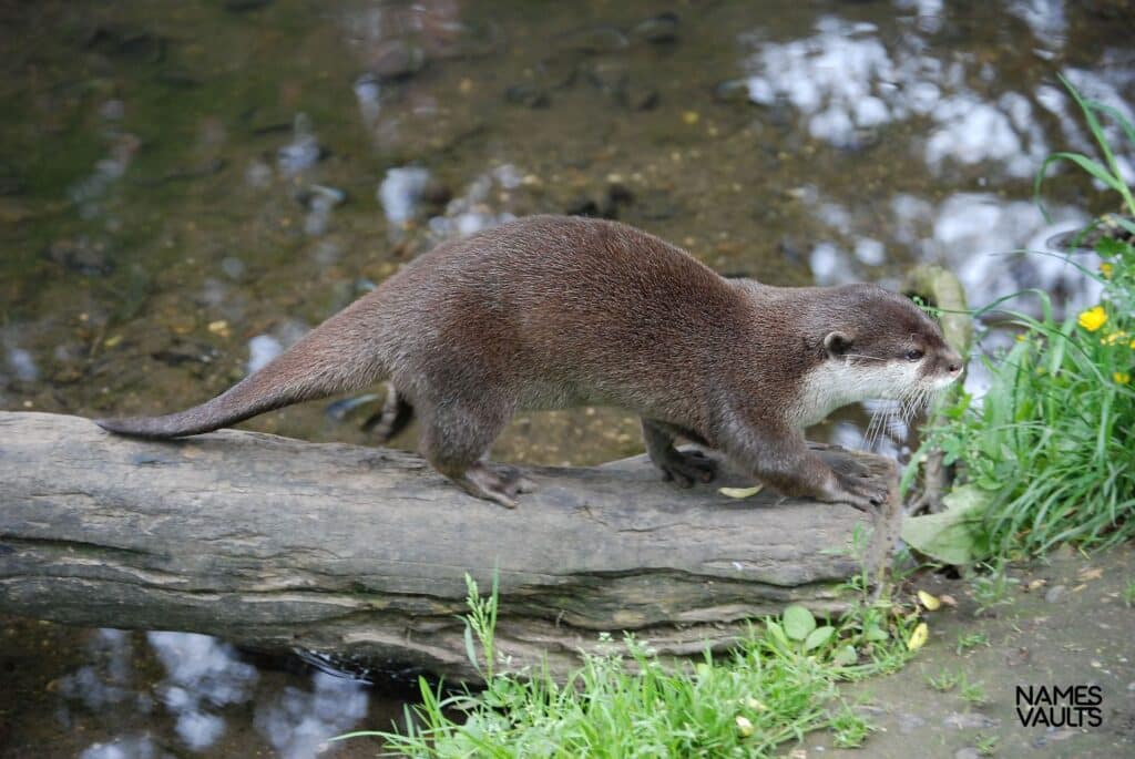 Herbal Otter Names