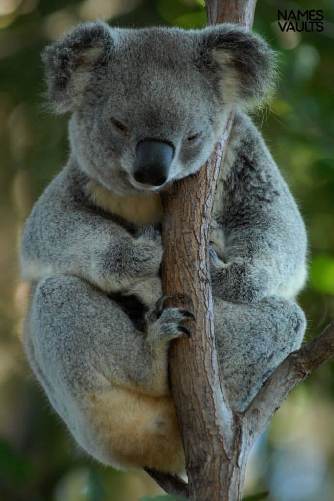 Koala Tree